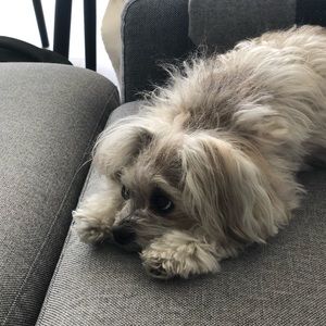 Meet your Posher, James